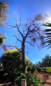 Tree_health_care_services