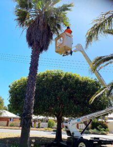 arborist_consultant_perth