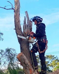 arborist_near_me