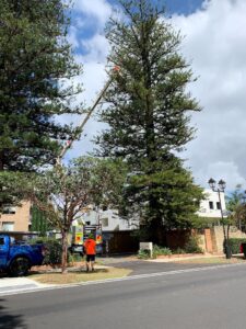 arborist_perth_wa
