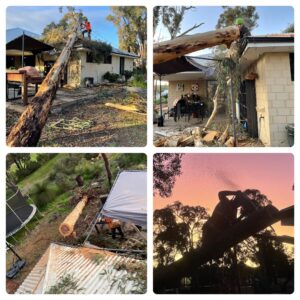emergency_tree_removal_services_perth