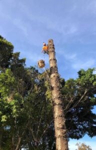 licensed arborist perth (1)