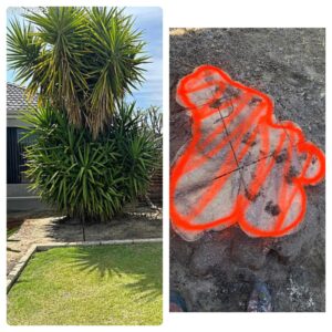 perth_arborist