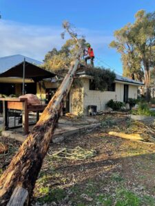 remove_fallen_tree_perth