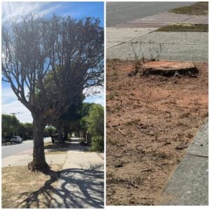 tree lopping perth