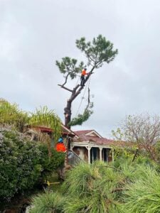 tree removal service perth (1)