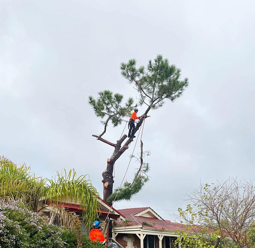 tree removal service perth