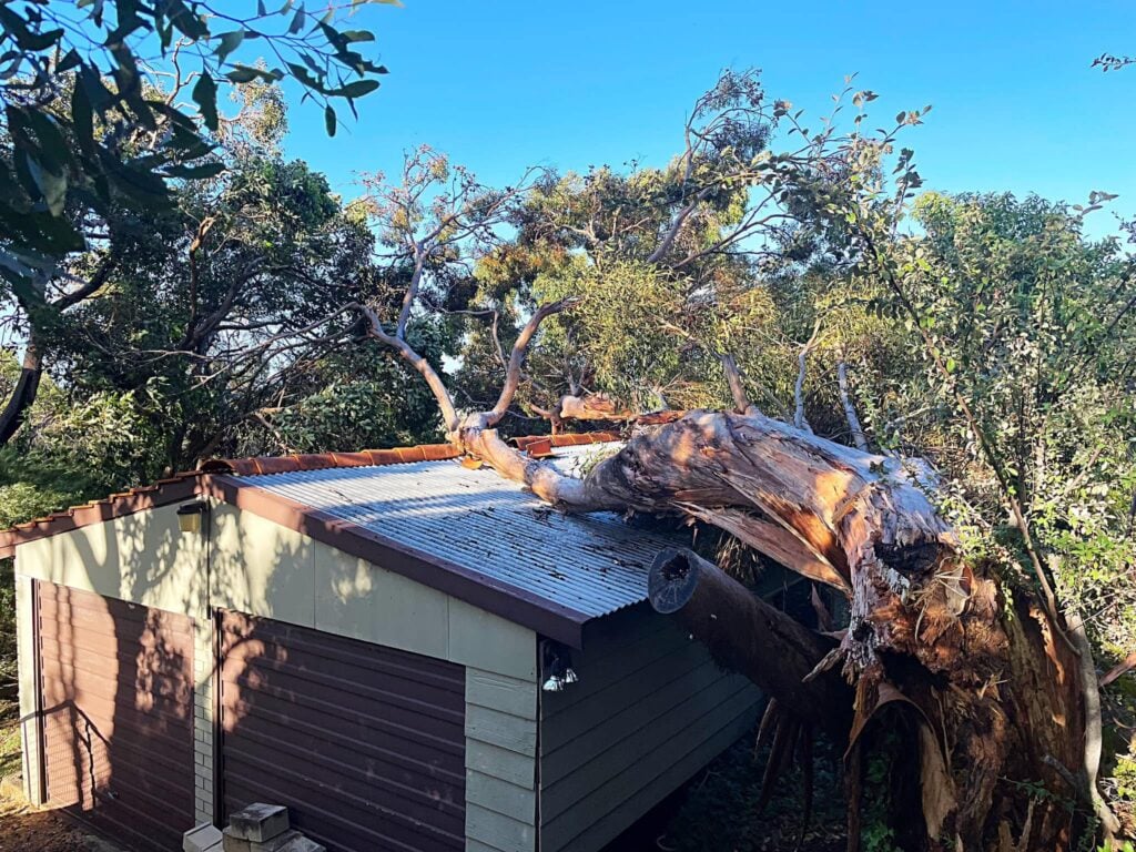tree removal services perth