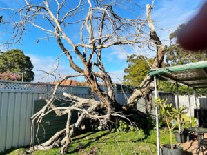 tree_services_perth